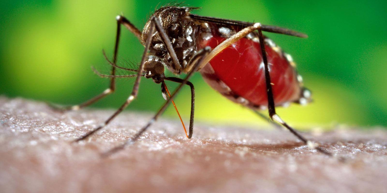 Dados do Ministério da Saúde mostram que o coeficiente de incidência da dengue em Minas é de 2.260 casos para cada grupo de 100 mil habitantes