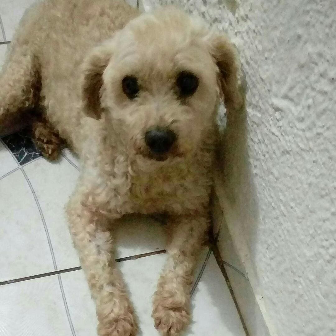 Bob fugiu da casa dos donos na festa da virada de ano