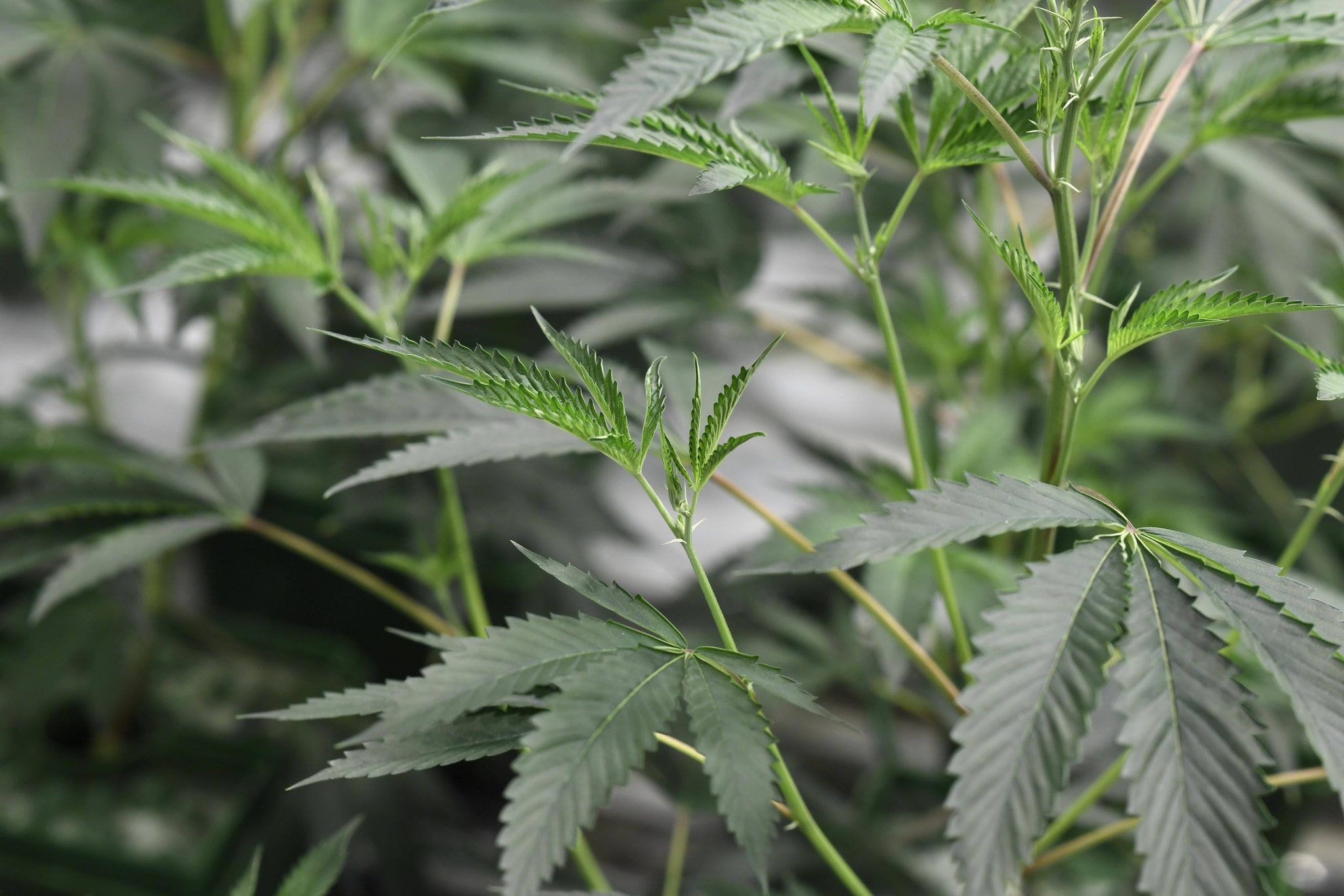 Planta de maconha