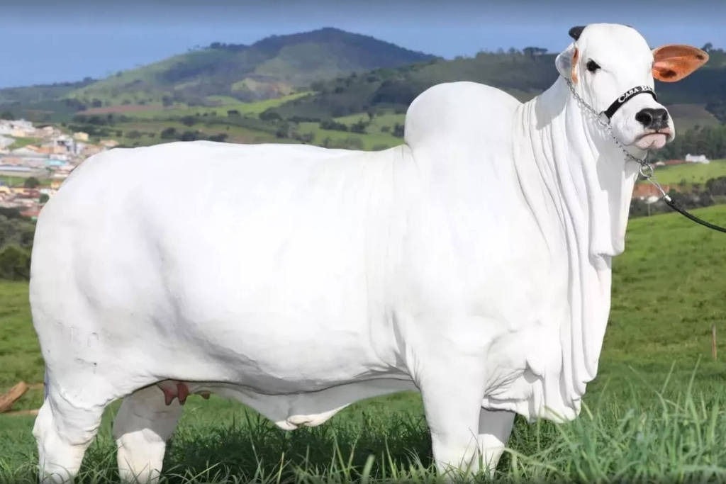 Viatina-19 entrou para o Guinness por ser a vaca mais cara do mundo