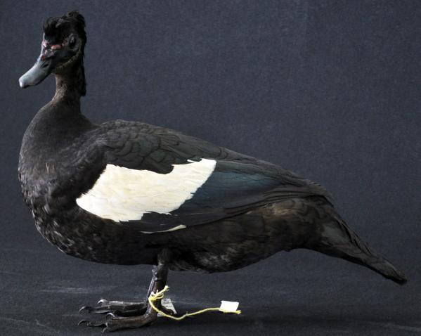 Pato-selvagemjpg