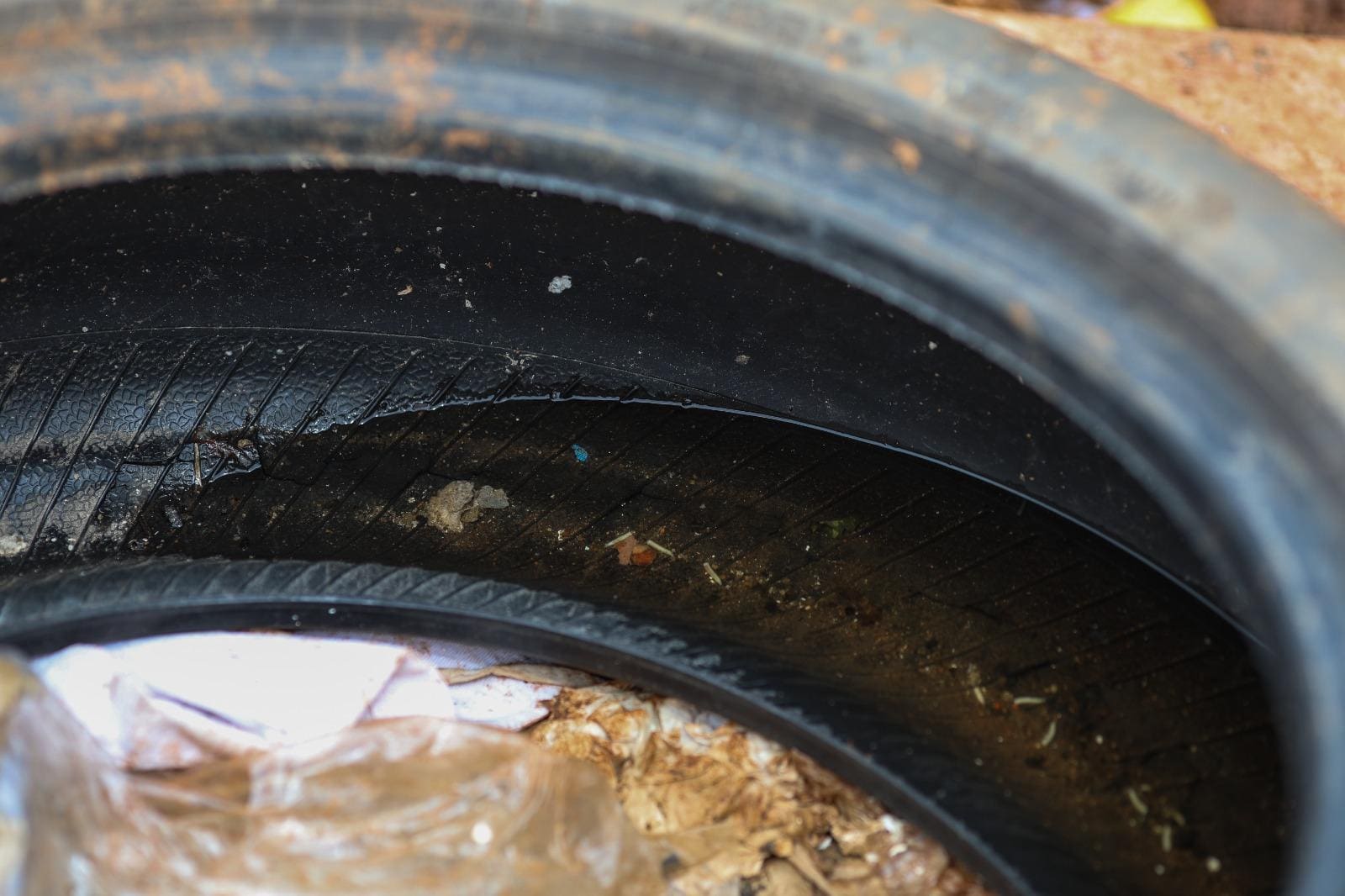 Larvas do Aedes em água empoçada em pneu