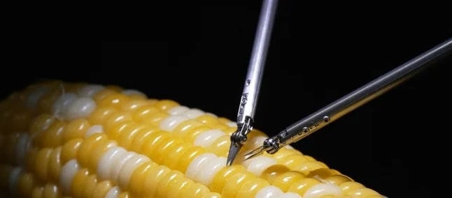 Vídeo mostra robô realizando sutura perfeita em grão de milho e viraliza