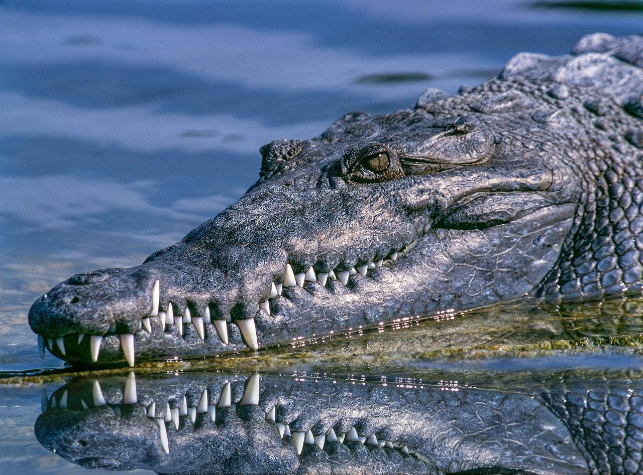 Crocodilo atacou mergulhador em coral de recifes na Austrália
