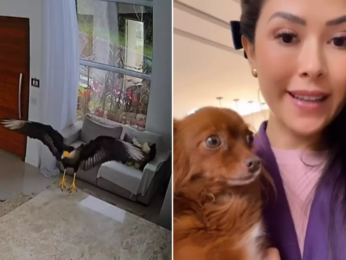 O gavião passeou pela casa, até que a dona da casa chegou e acionou os bombeiros.