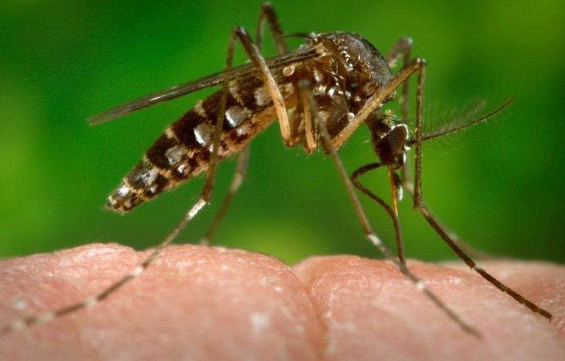 Moradores poderão ser processados por negligenciar focos do Aedes aegypti; BH registrou mais de 4 mil casos de dengue em 2023