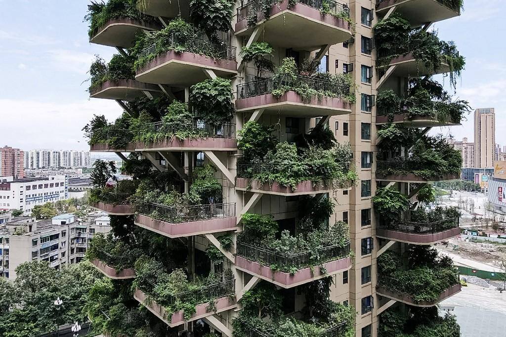 Projeto de floresta vertical tem crescimento desordenado e plantas 'expulsam' moradores