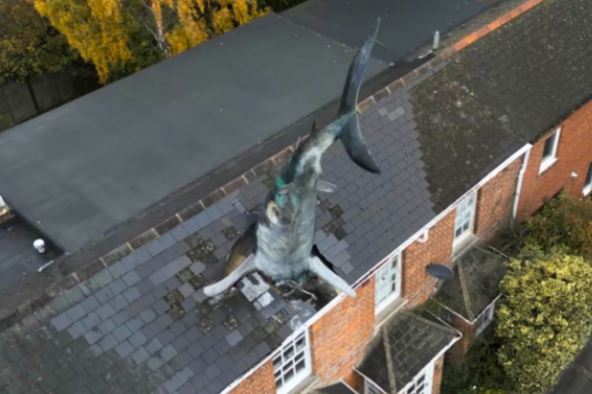 Conhecida como Shark House, imóvel está para ser alugado em Oxford, na Inglaterra