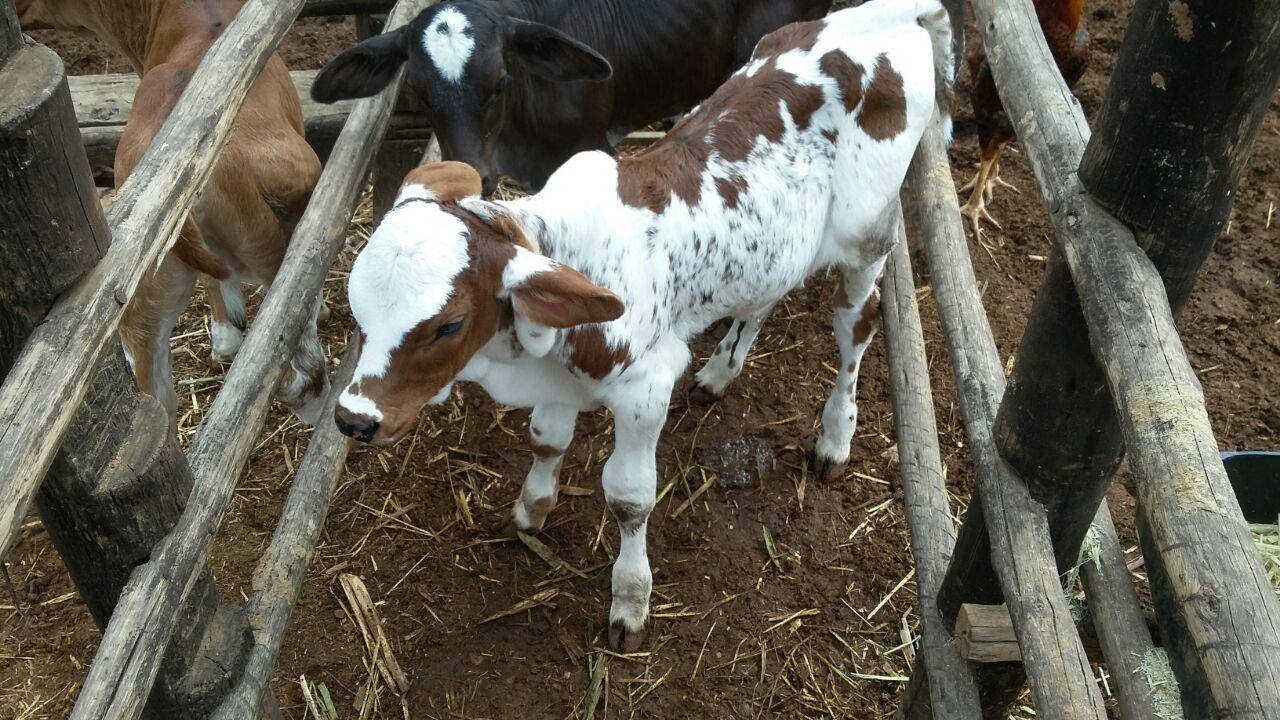 Bezerro