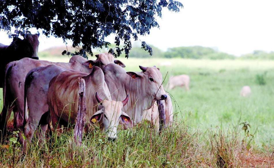 Bois da fazenda Agropecuaria Paqueta