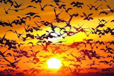 GEESE SUNSET