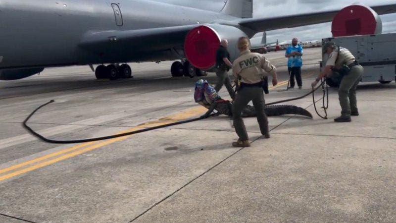 O animal foi solto no rio Hillsborough, próximo à base aérea