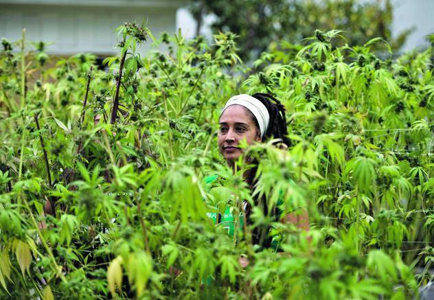 CHILE-POLITICS-HEALTH-CANNABIS