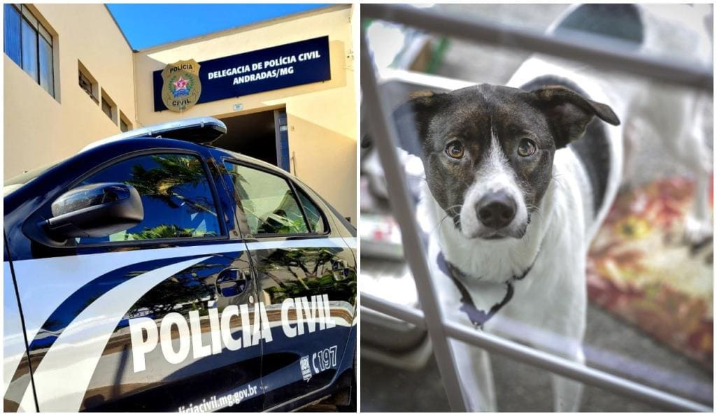 Polícia investiga possível maus-tratos em morte de cão que caiu de prédio em MG