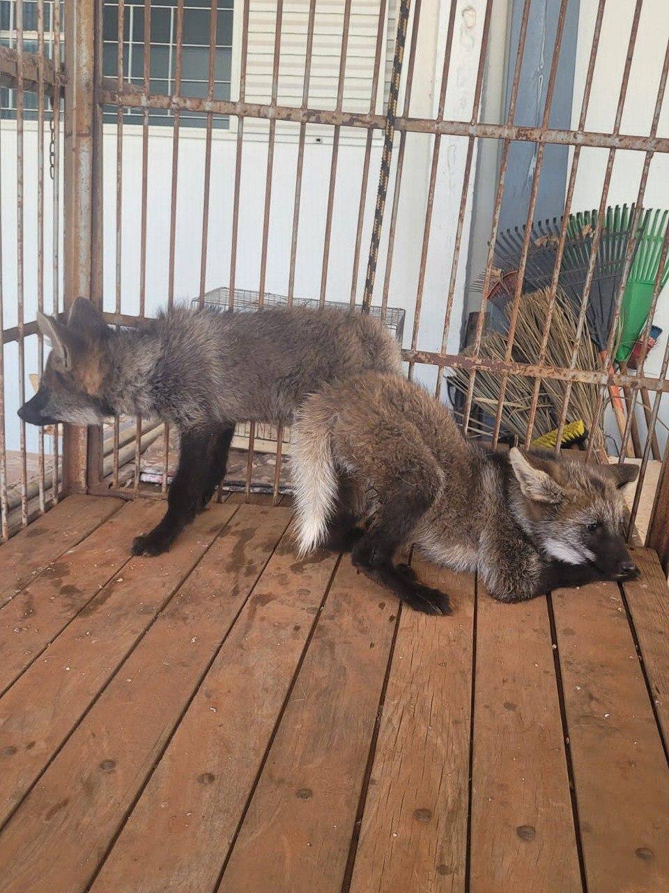 Os animais estavam ameaçados pelo fogo.