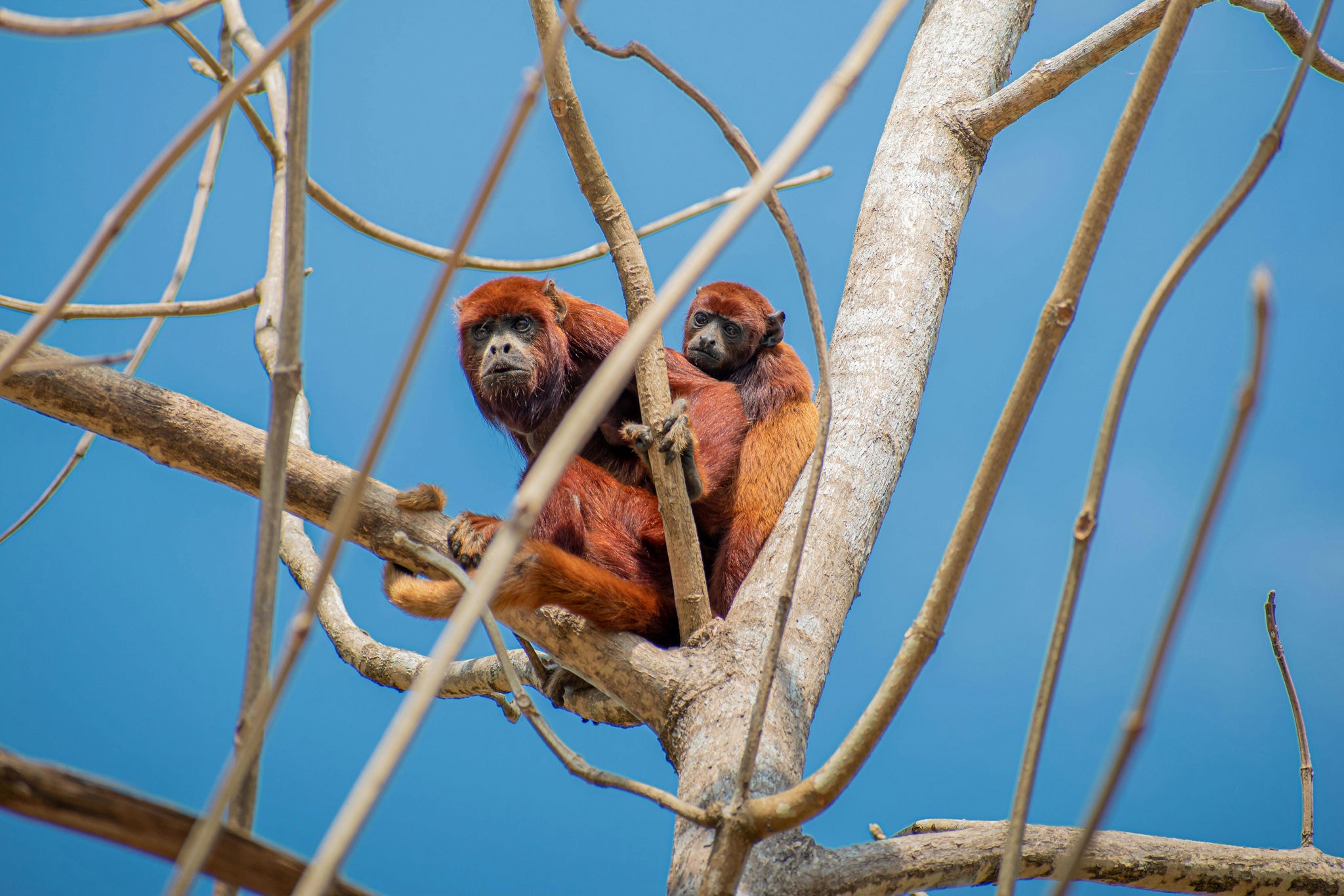Macacos bugios na Colômbia (imagem ilustrativa)