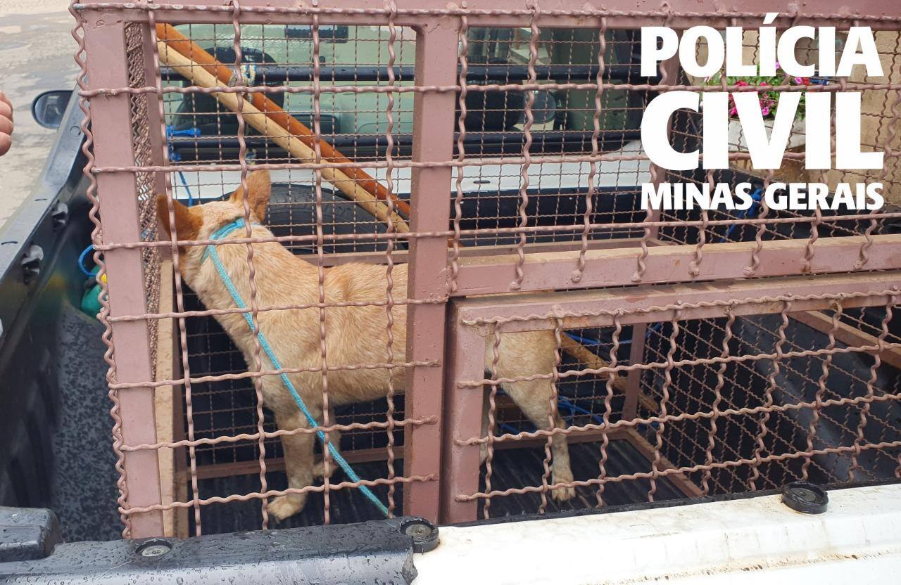 Cachorro foi encontrado em situação degradante