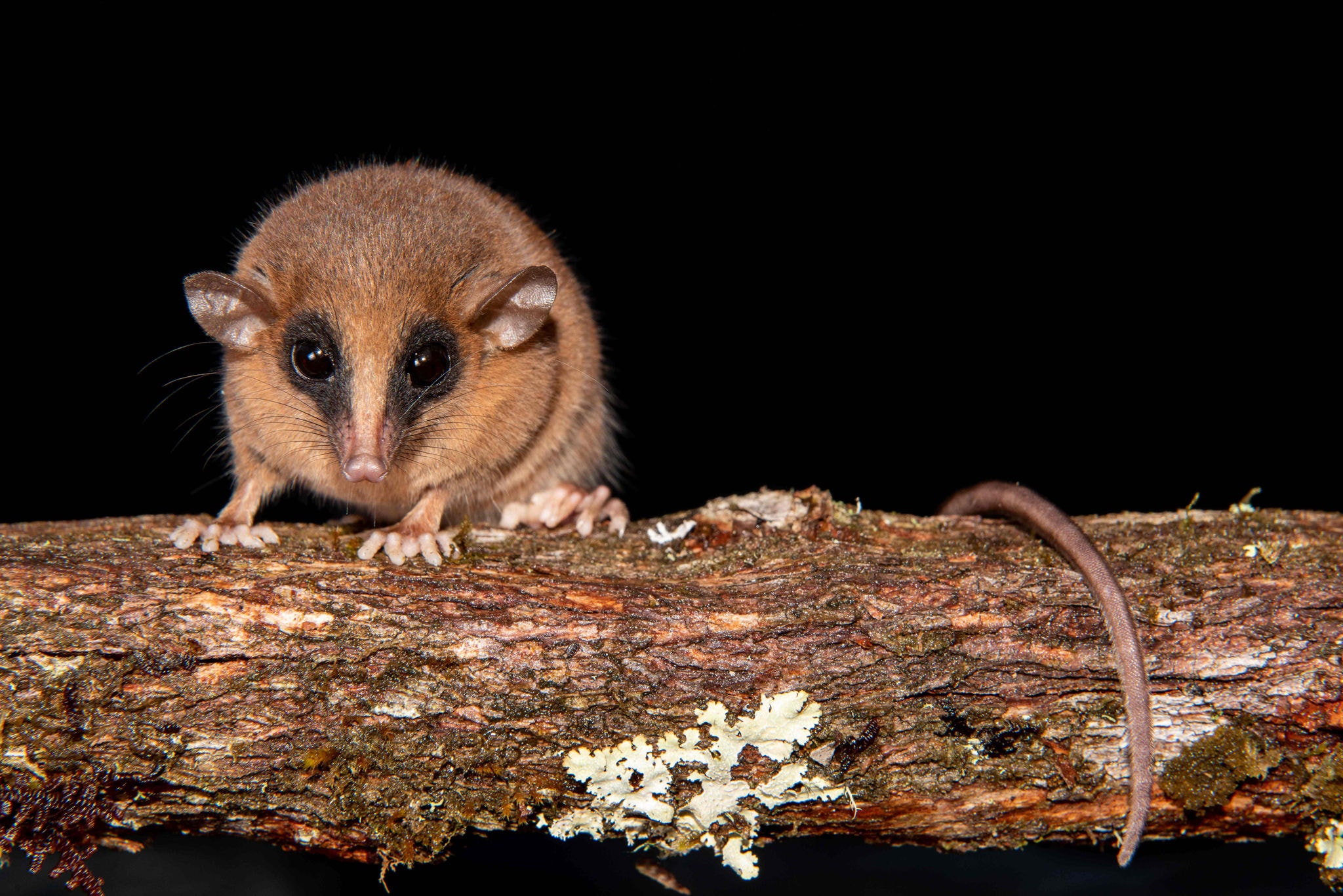 Marmosa chachapoya, marsupial descoberta Parque Nacional do Río Abiseo, na região de San Martín, cerca de 720 km ao nordeste de Lima