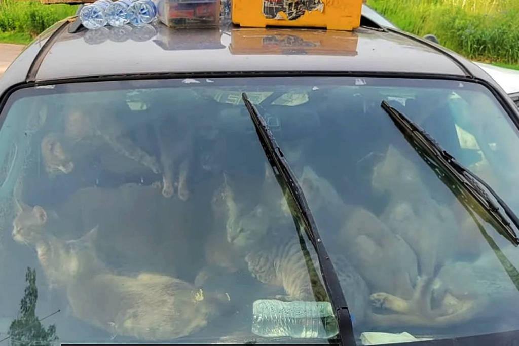Polícia resgata 47 gatos que moravam em carro após dono perder a casa