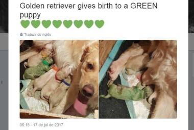 Filhote de golden nasce com o pelo verde