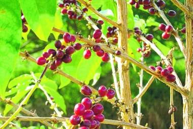 A cultura de café ganhará parte dos recursos destinados para financiamento rural em Minas
