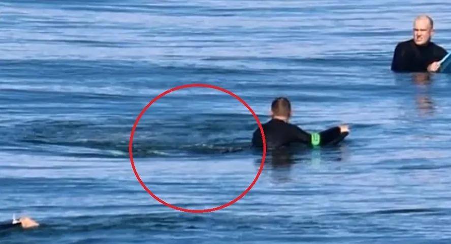 Imagem registra tubarão branco de 4 metros que arrancou perna de surfista