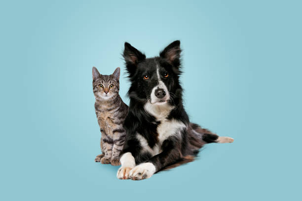 Cão e gato atentos Tutores podem conviver melhor com os pets conhecendo as características de cada um