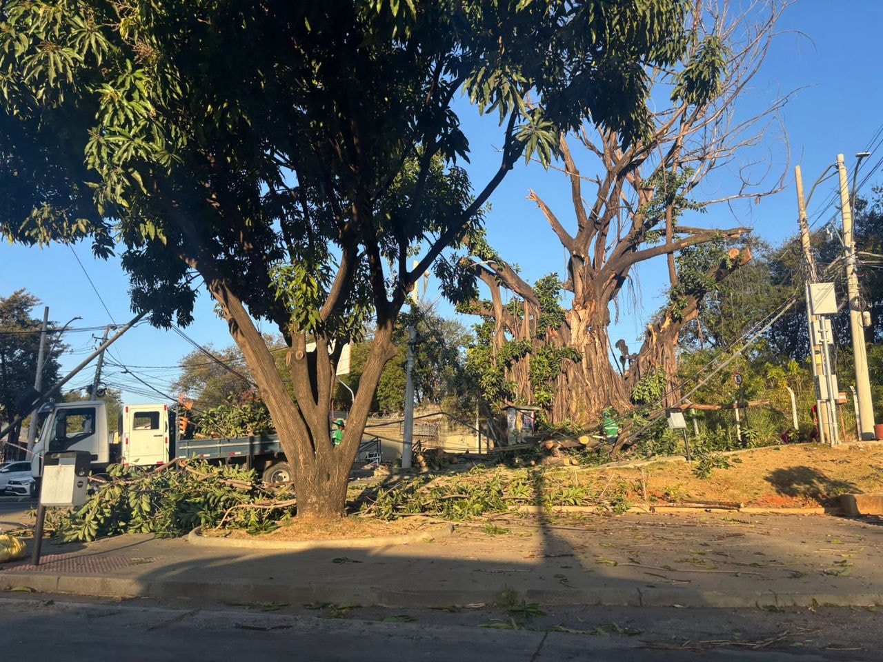 Árvore caiu sobre a Via Expressa e trânsito está interditado no sentido bairro/centro