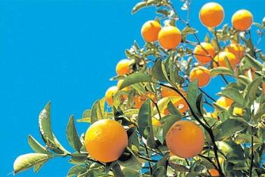 Brasil é grande exportador de suco de laranja 