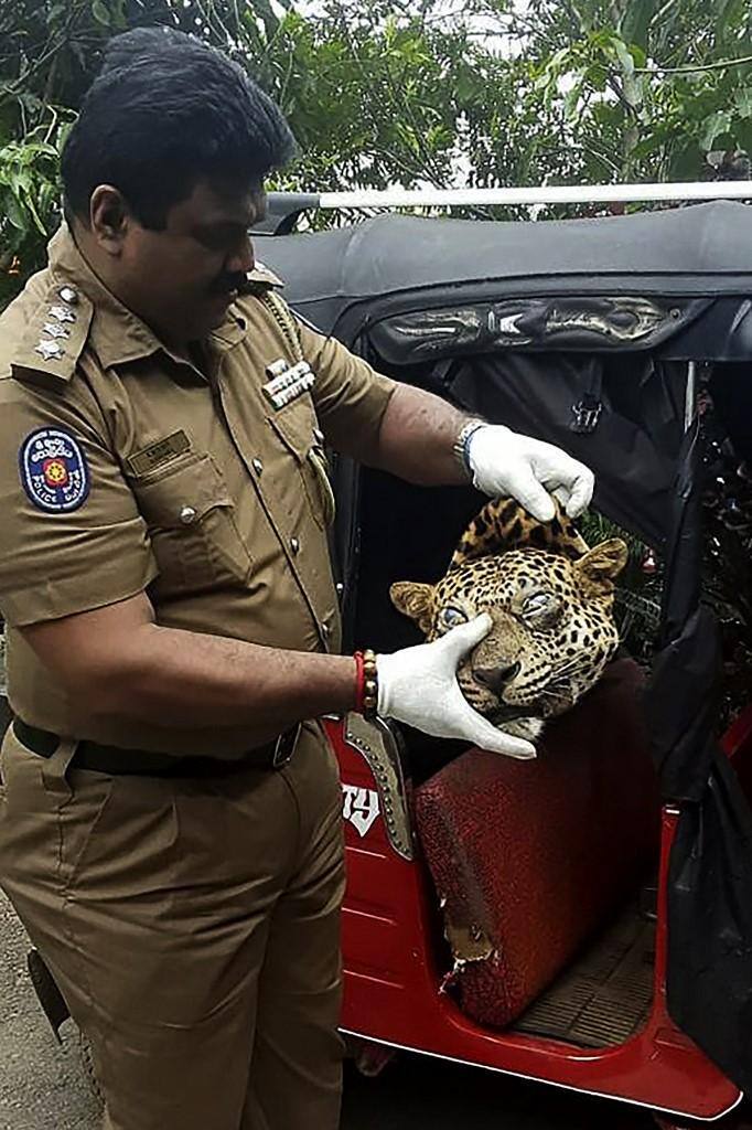 Três detidos no Sri Lanka por tentar vender carne de leopardo para curar a asma
