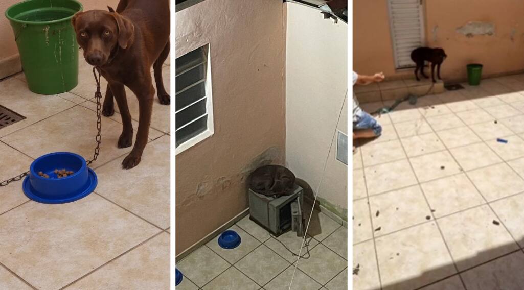 Cão abandonado no CaiçarasPNG