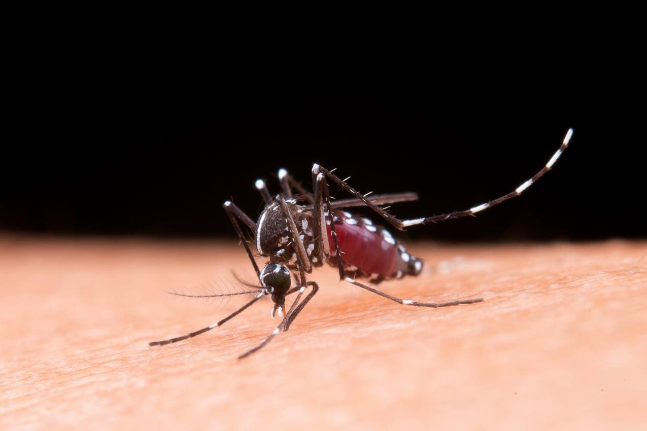 O mosquito Aedes Aegypti transmite Dengue, Zica e Chikungunya
