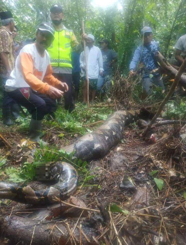 Moradores encontram mulher no aparelho digestivo da cobra na Indonésia