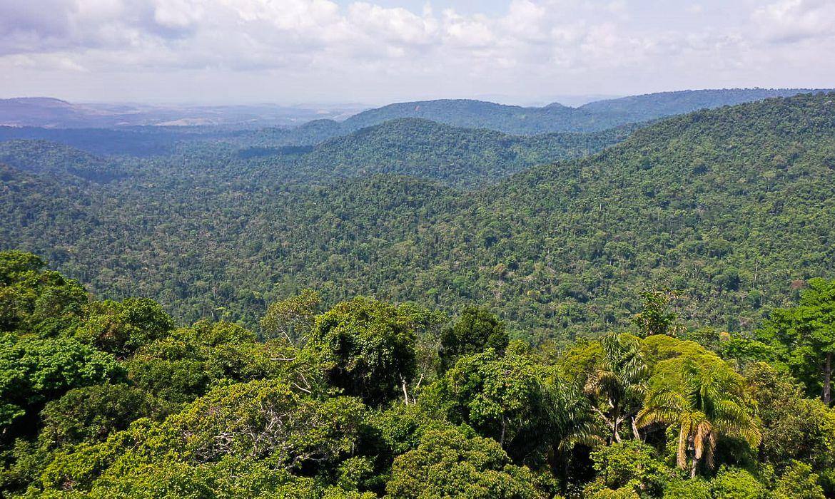 Floresta amazônica vista de cima