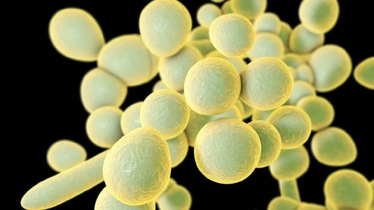 Fungo Candida auris se tornou resistente com o aquecimento global
