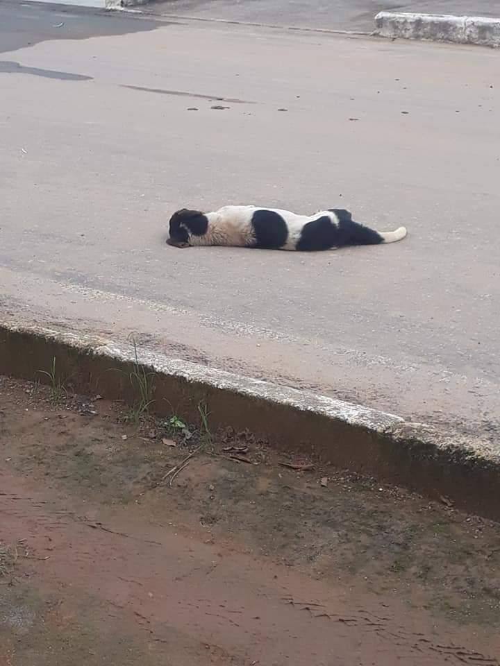 Cachorros e gatos foram encontrados mortos em São Domingos do Prata