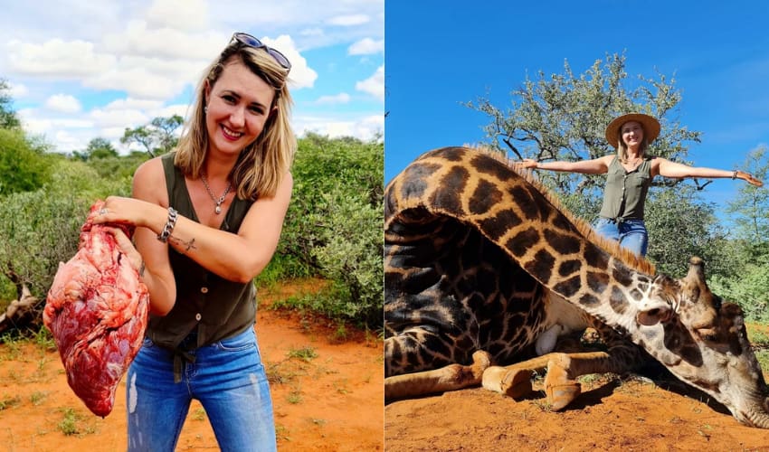 Mulher posa com coração de girafa que matou e defende que a caça salva animais