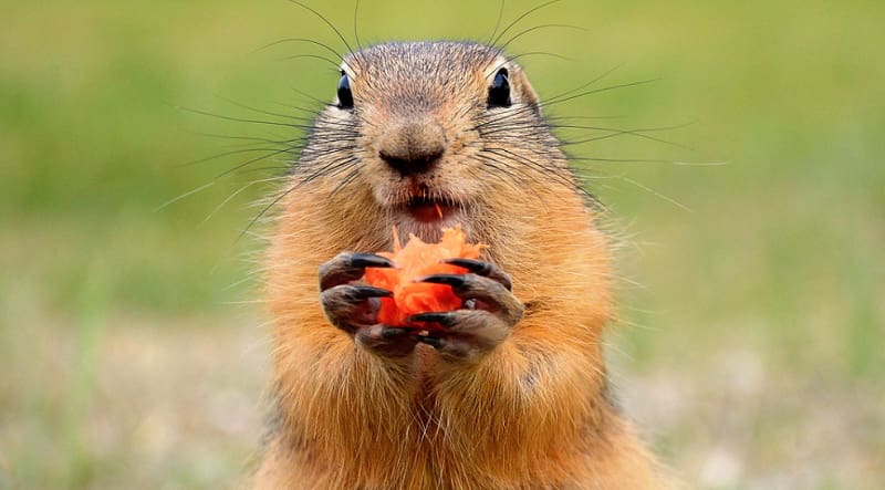 Marmota