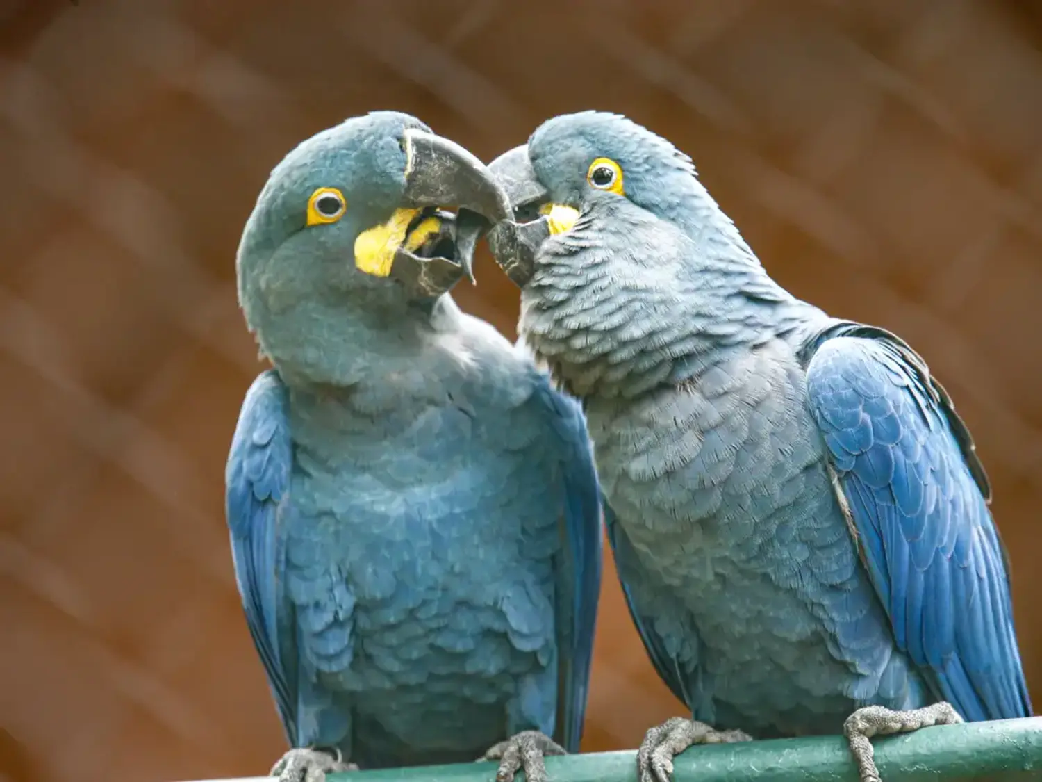 Zoológico de São Paulo conseguiu reproduzir em cativeiro a espécie em extinção da arara-azul-de-lear
