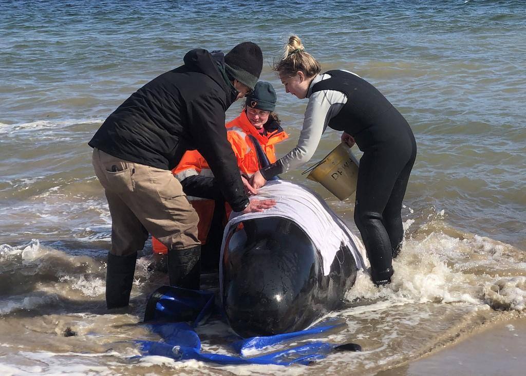 Baleias-piloto morrem encalhadas ao sul da Austrália