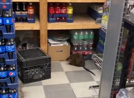 rato gigante nova york