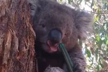 Coala se refresca em árvore na Austrália