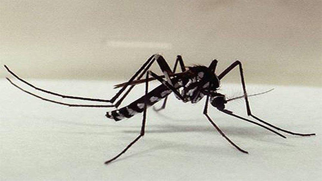 O mosquito Haemagogus transmite o vírus mayaro e também a febre amarela