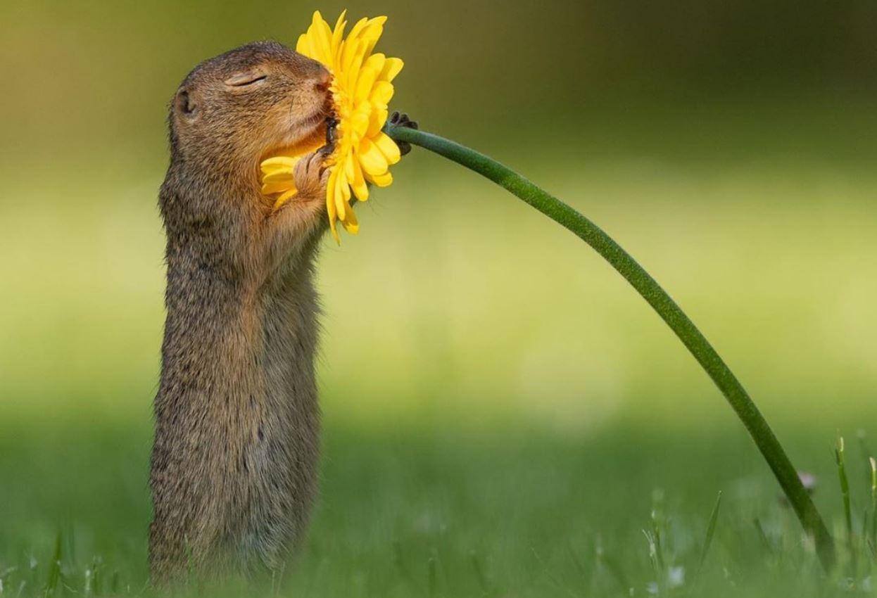 CapturarJPG