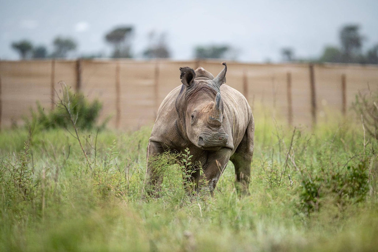 Trinta rinocerontes-brancos transportados de avião para Ruanda