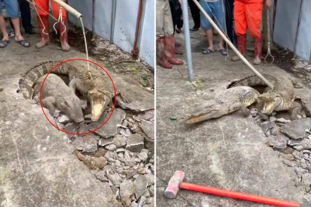 Crocodilos vivendo debaixo do chão na Índia
