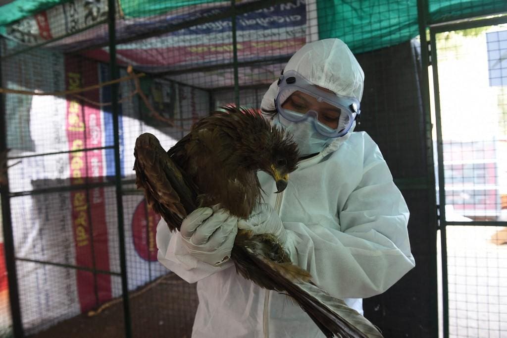 China registrou primeiro caso de gripe aviária entre humanos