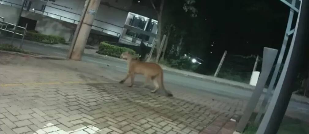 Onça é flagrada na entrada de condomínio em Nova Lima, que alerta moradores