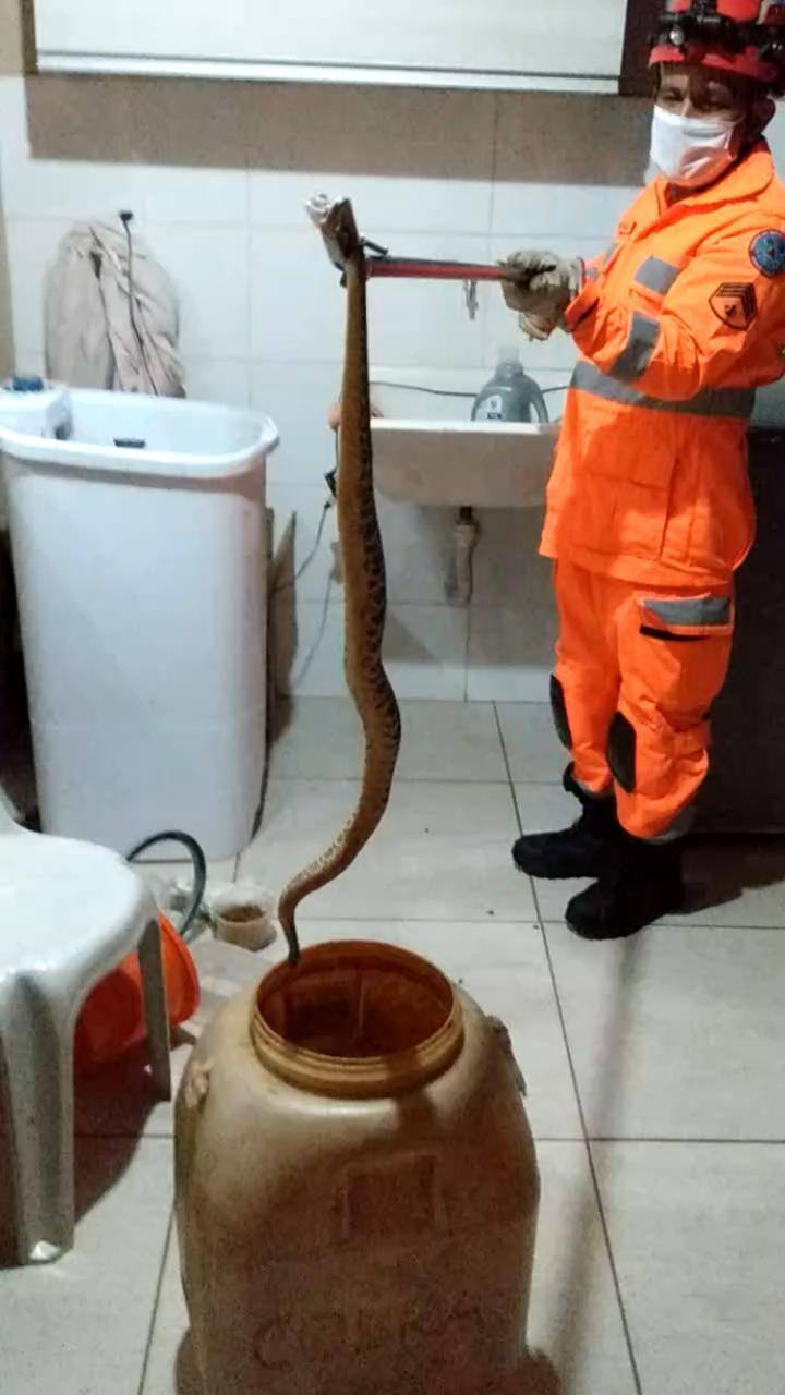 A serpente, que é venenosa e cuja picada pode matar, foi achada por um homem de 33 anos que, ao entrar na área de serviço da residência, foi surpreendido com o animal