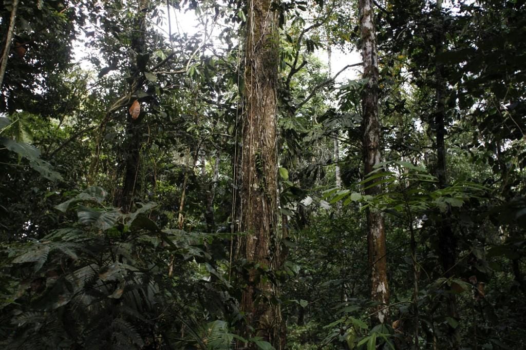 Yasuni National Park